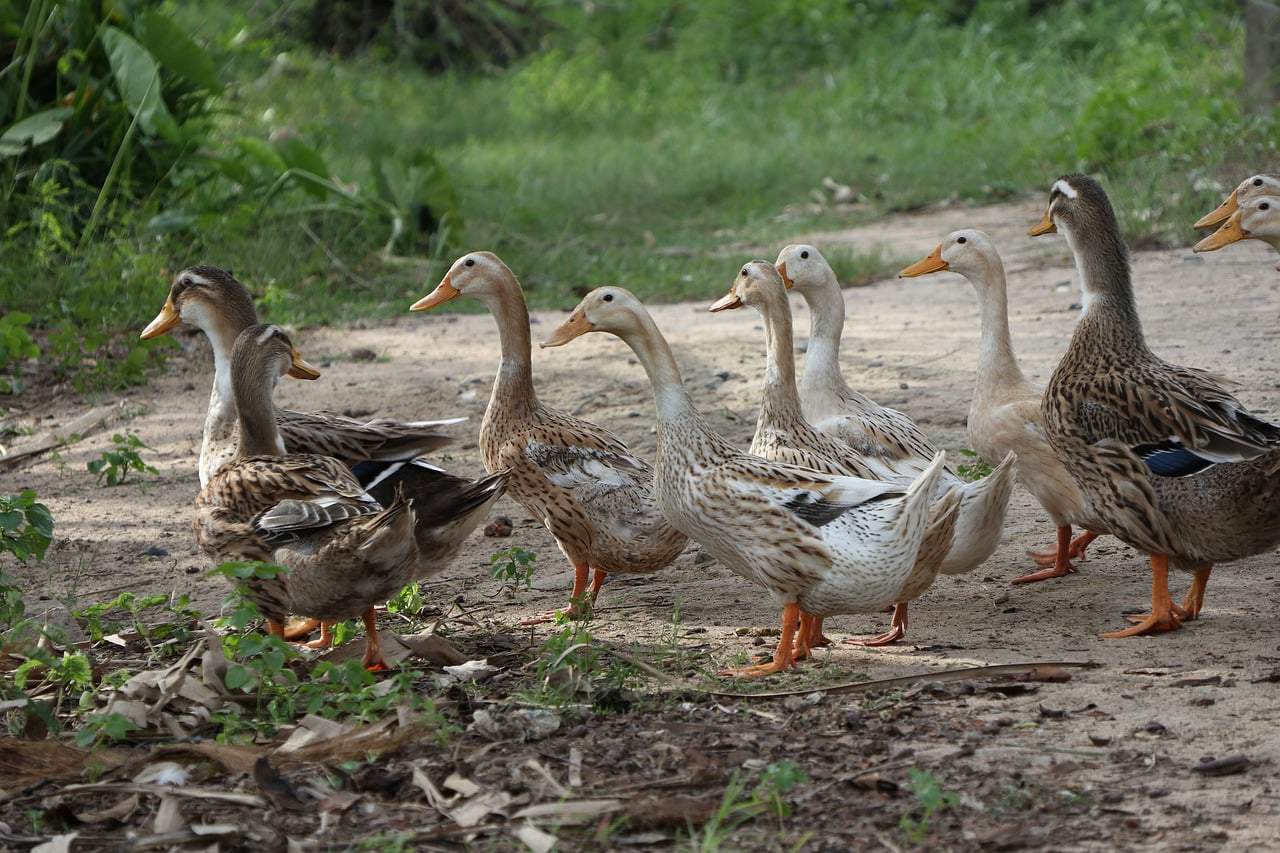 flock of ducks