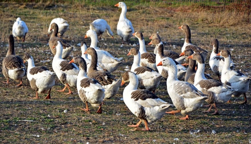 flock of goose