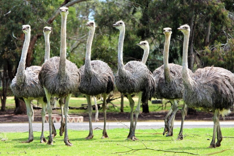 flock of ostrich