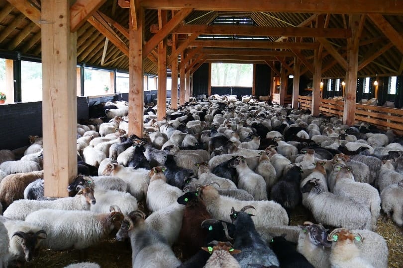 flock of sheep in a barn