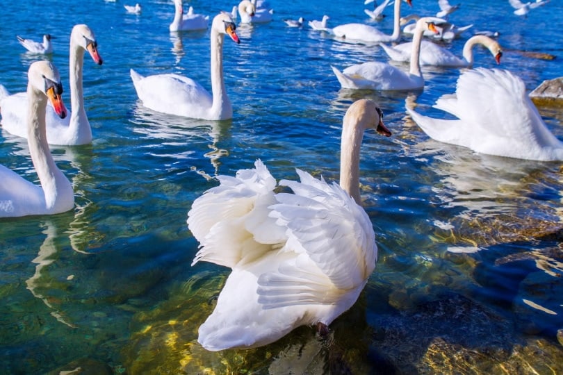 flock of swans in water