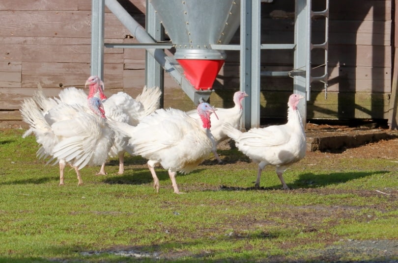 flock of white holland turkey