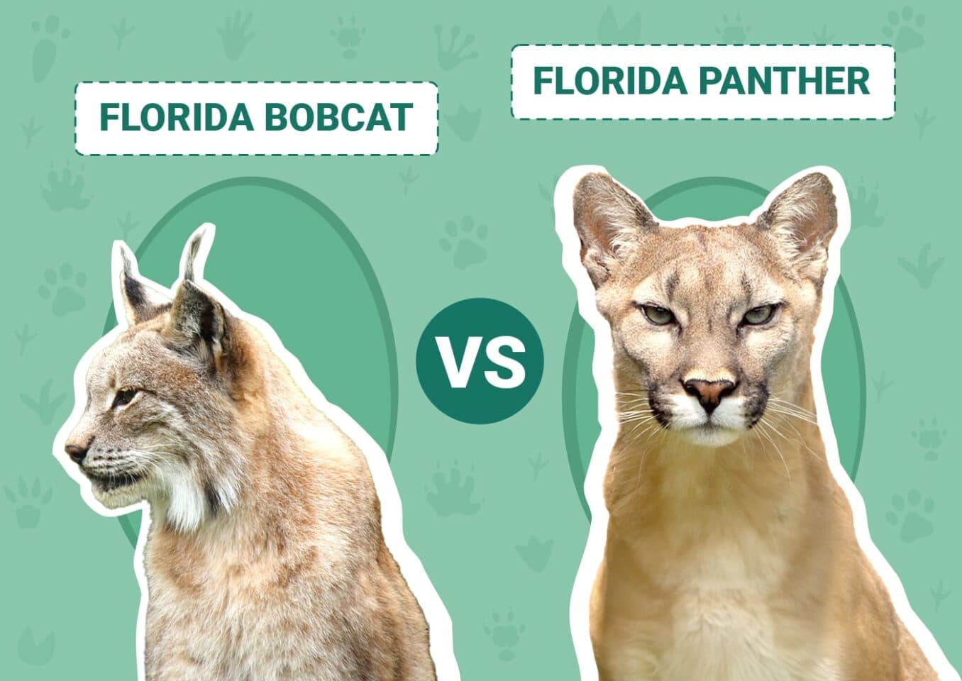 Florida Bobcat vs Florida Panther