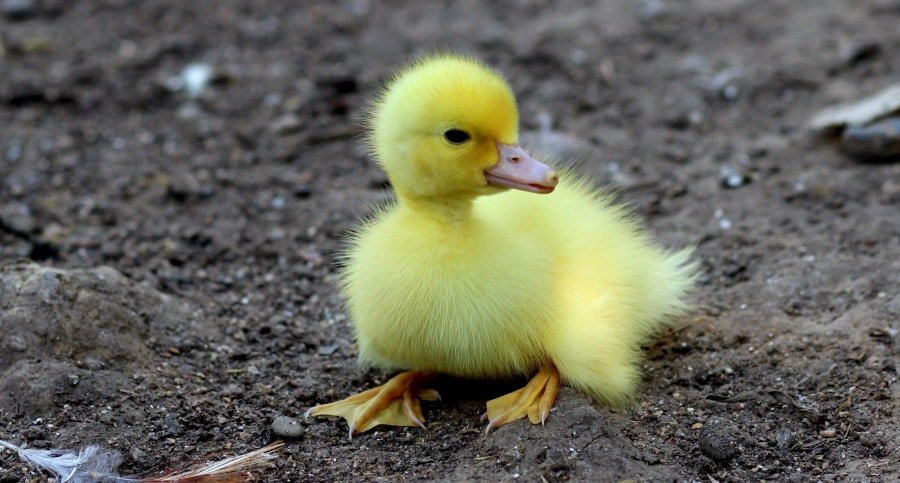 fluffy yellow duckling on dirt
