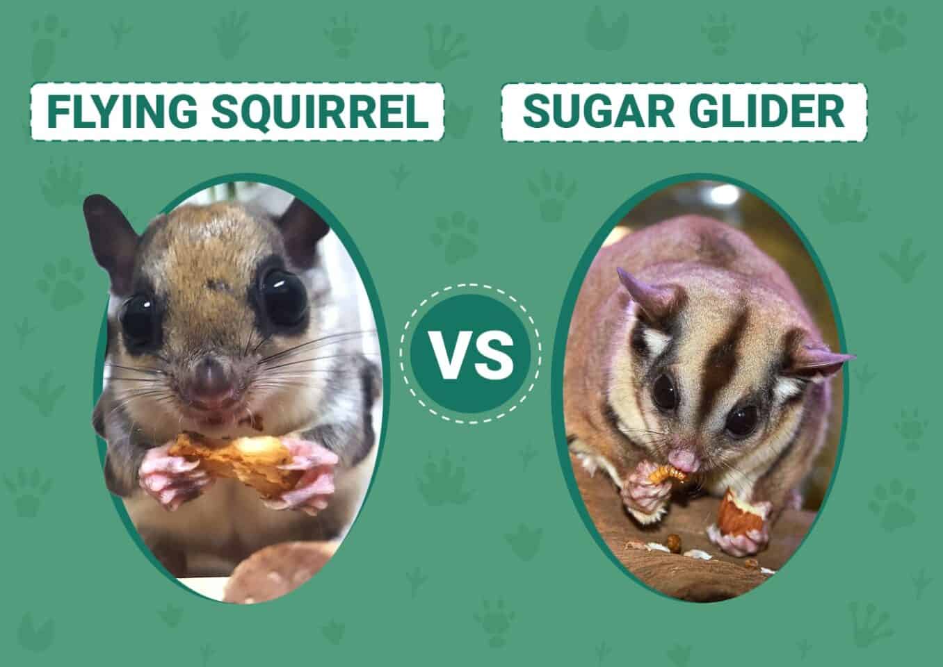 Flying Squirrel vs Sugar Glider