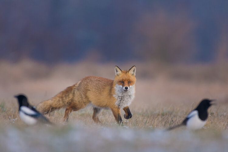 fox hunting bird