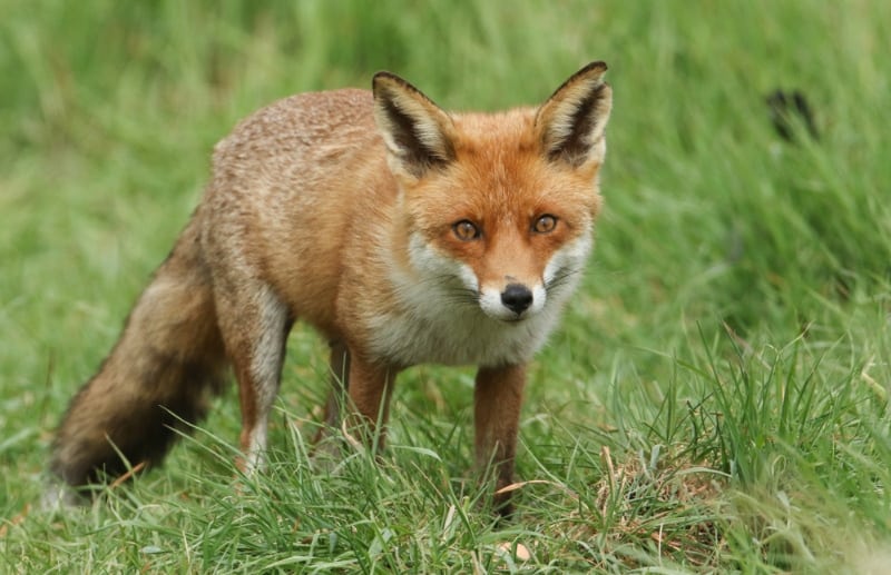 fox hunting for food in the long grass