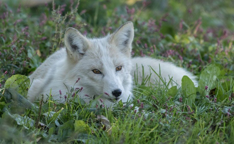 fox lying on grass