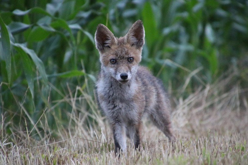 fox on grass
