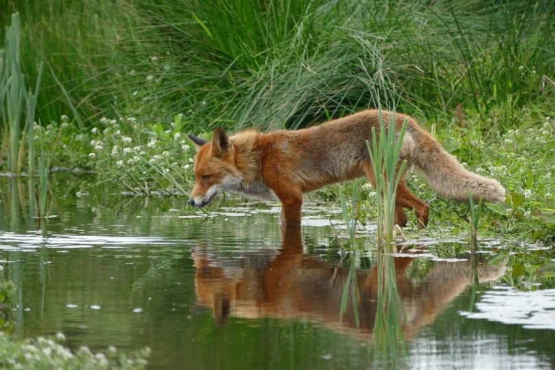 fox on water
