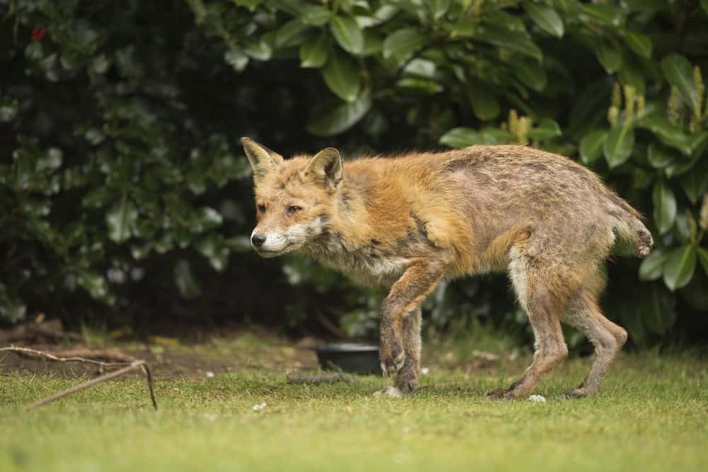red fox with mange