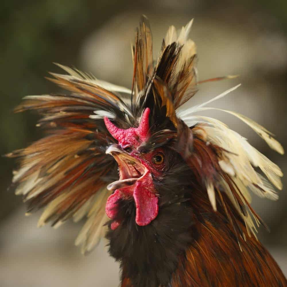 chicken with crazy hair