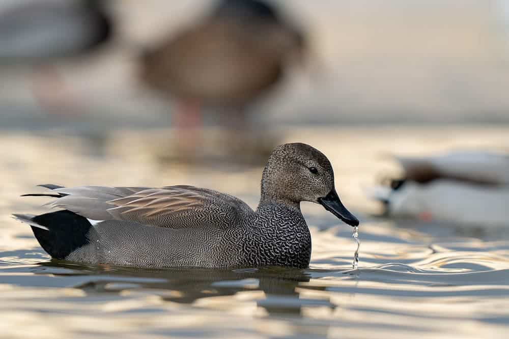 gadwall in the water