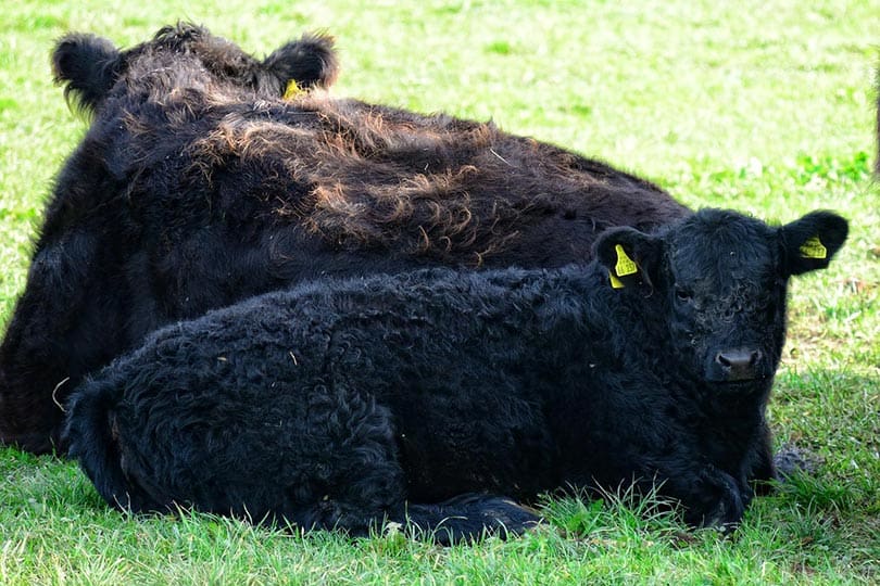 galloway cattles lying on grass
