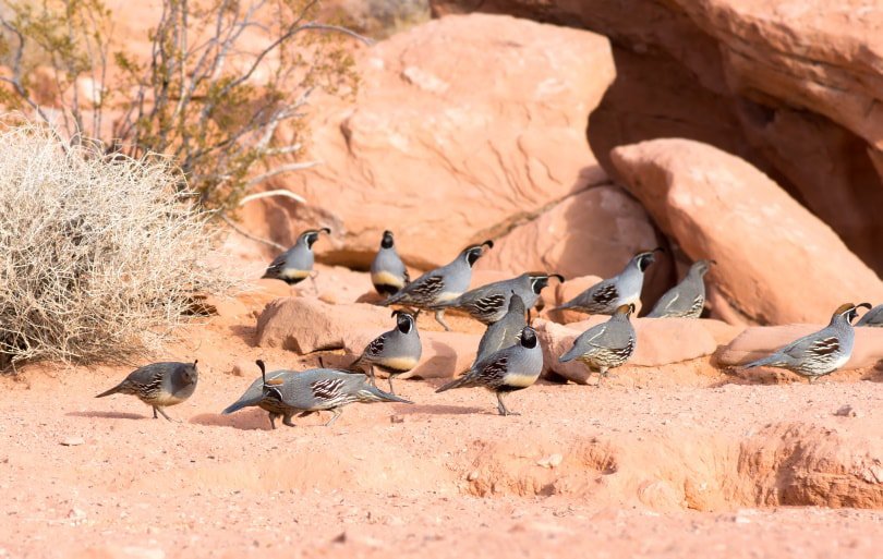 gambels quails in the wild