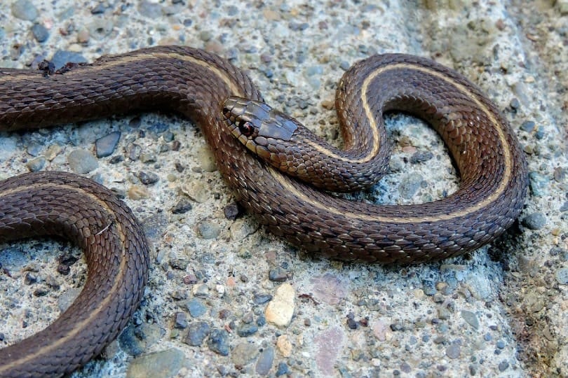 16 Snakes Found in Minnesota (With Pictures) | Animal World