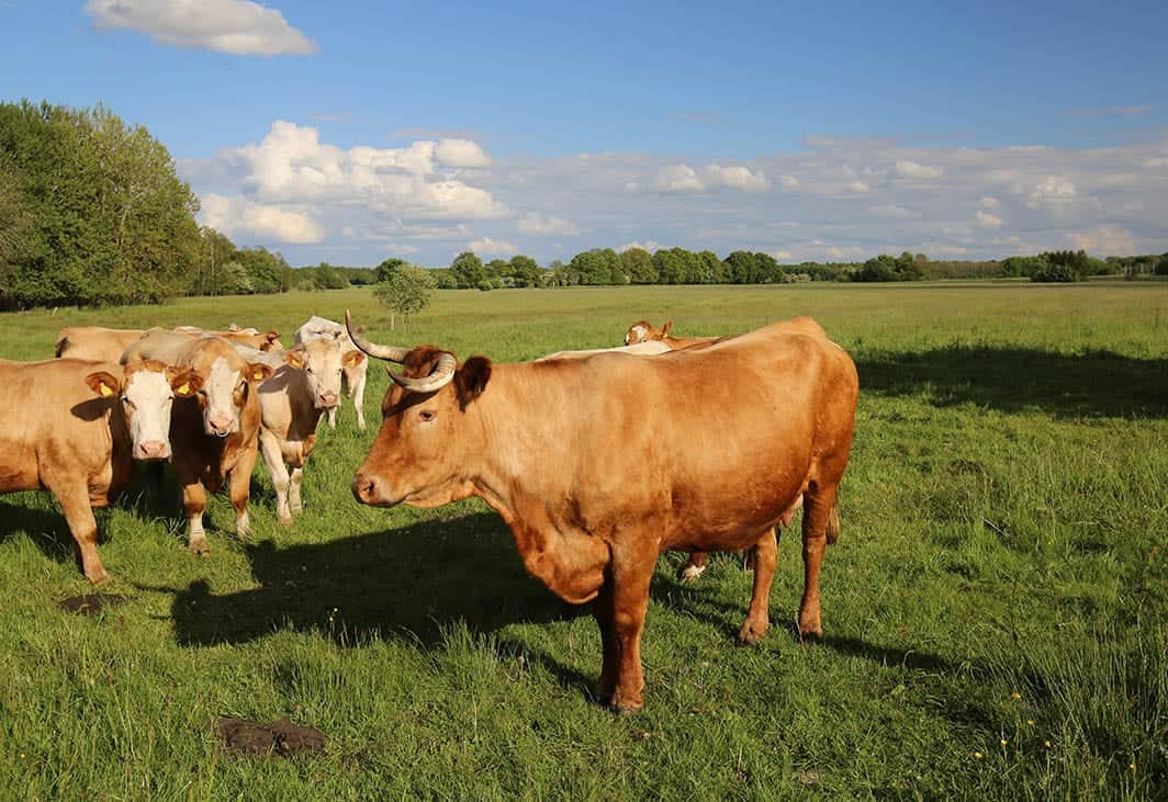 Gelbvieh cattle herd in the meadow