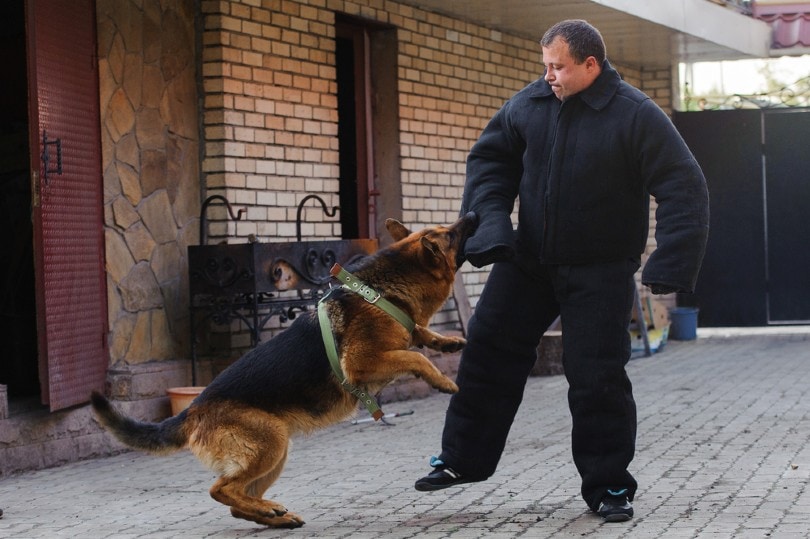 german shepherd dog biting on training