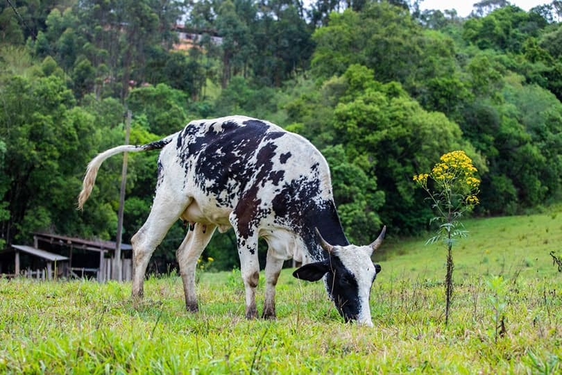 girolando cow breed in the open-air pasture inside the farm