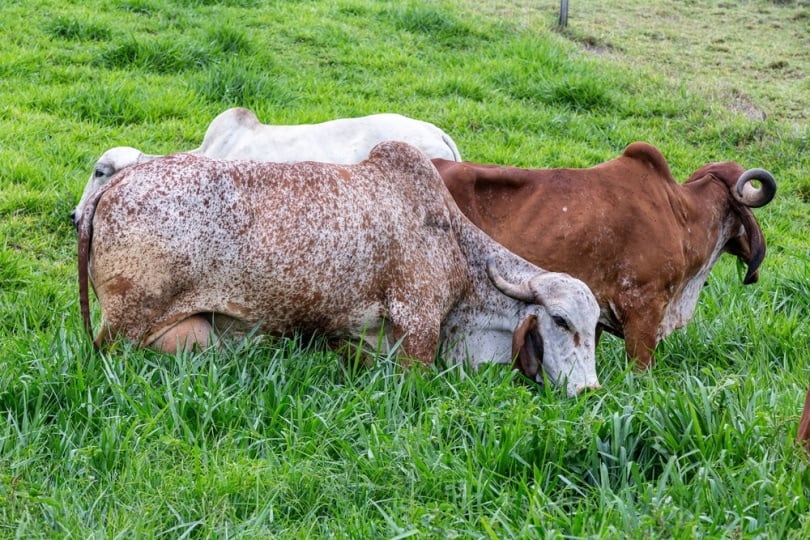girolando cows grazing in the field