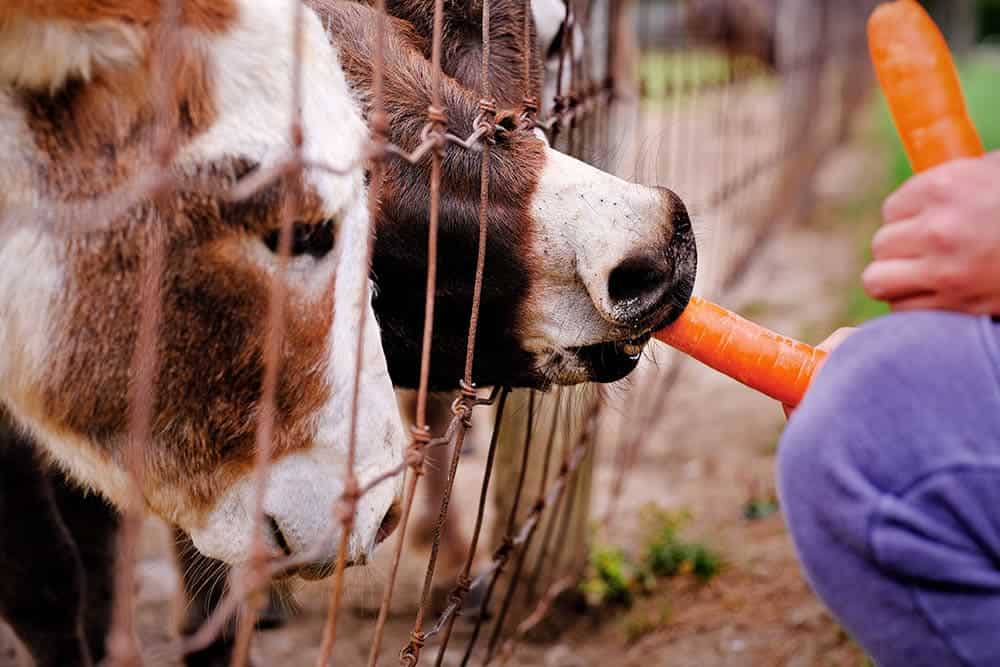 giving cows a carrot