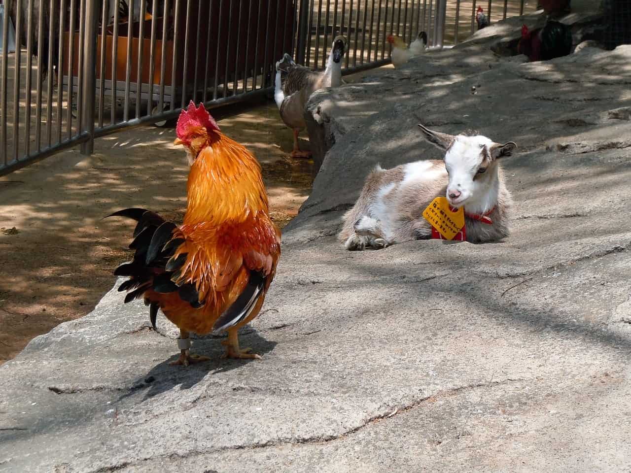 goat and chicken