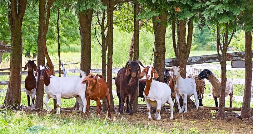 goat and sheep farm