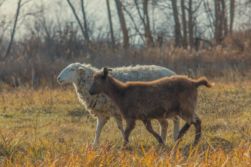 goat and sheep walking
