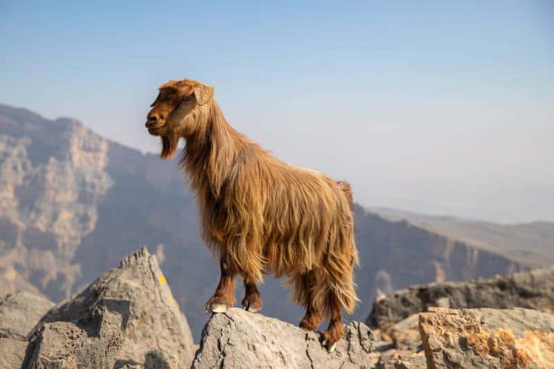 goat at jebel shams mountain