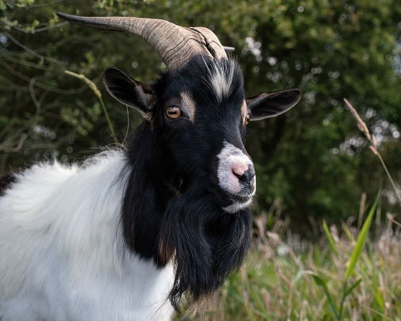 goat black neck-pixabay