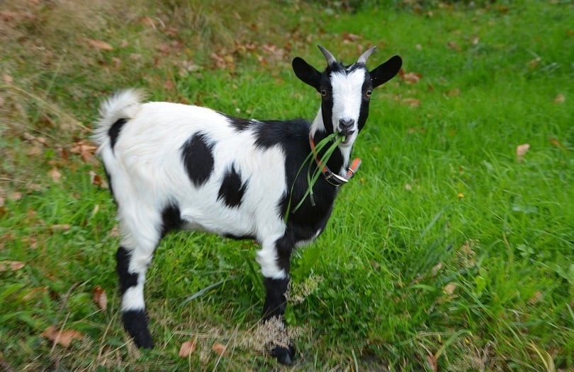 goat black white-pixabay