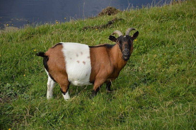 goat branded