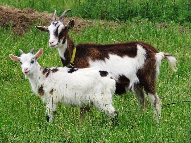 goat brown white-pixabay