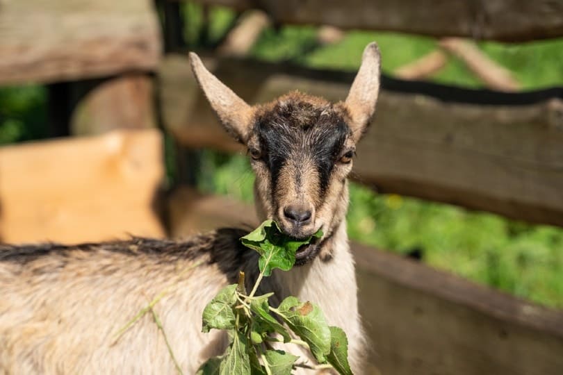 goat eating leaves