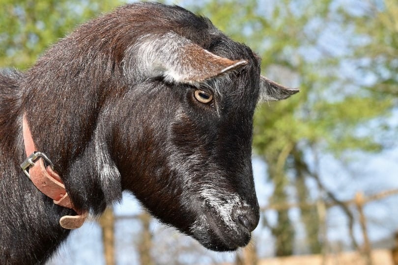 goat face close up