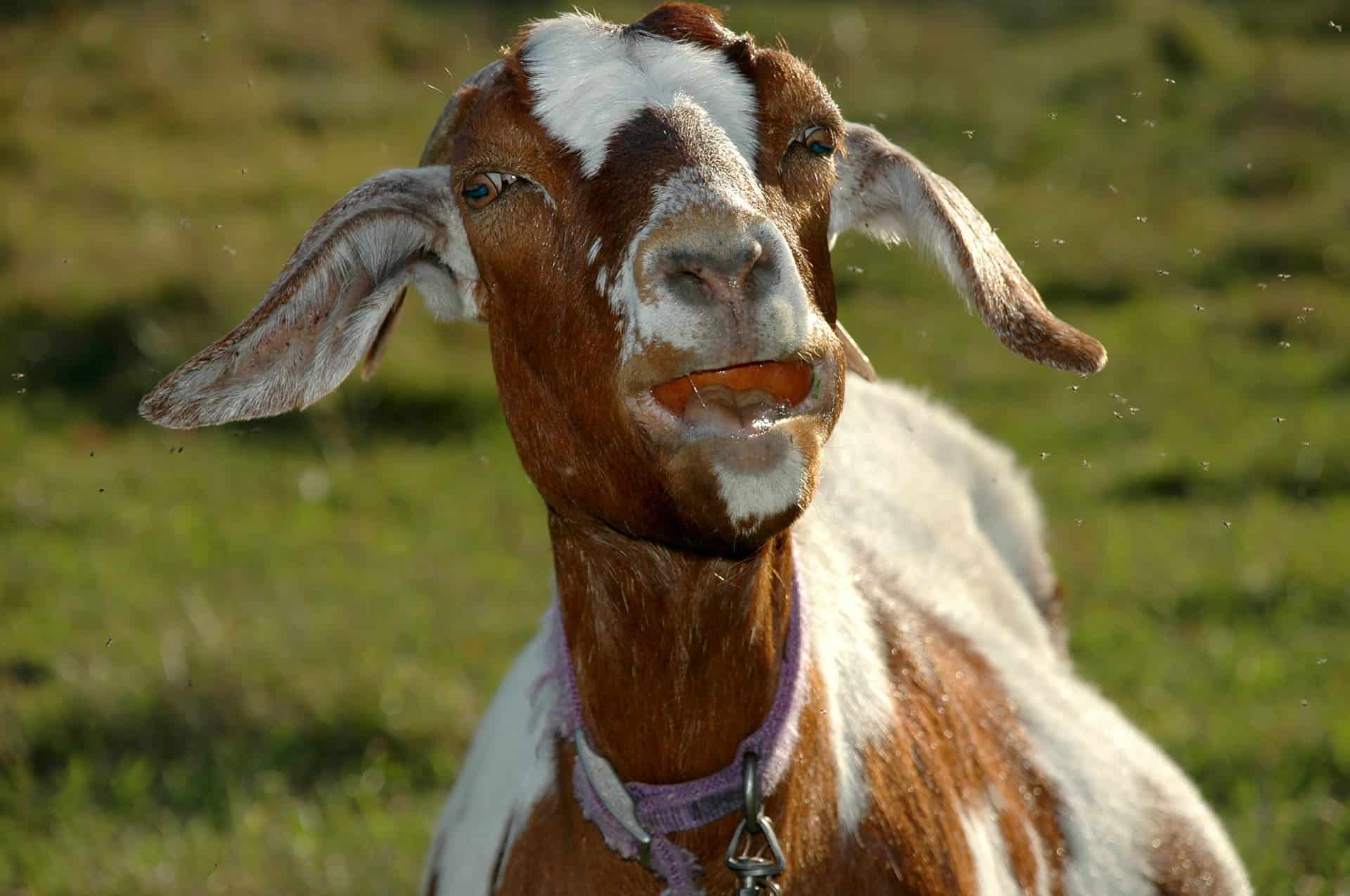 Goat eating apple
