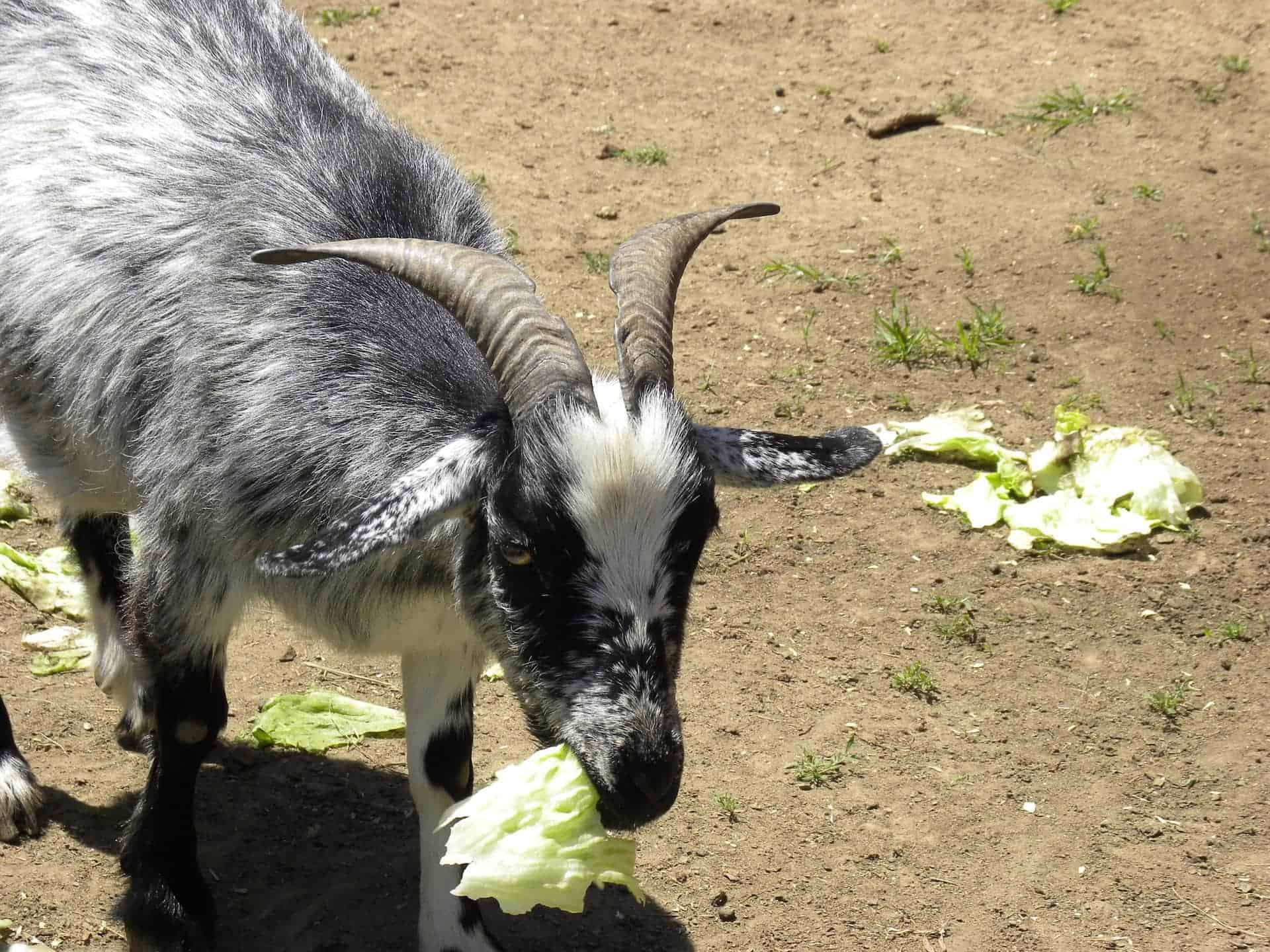 Goat eating lettuce