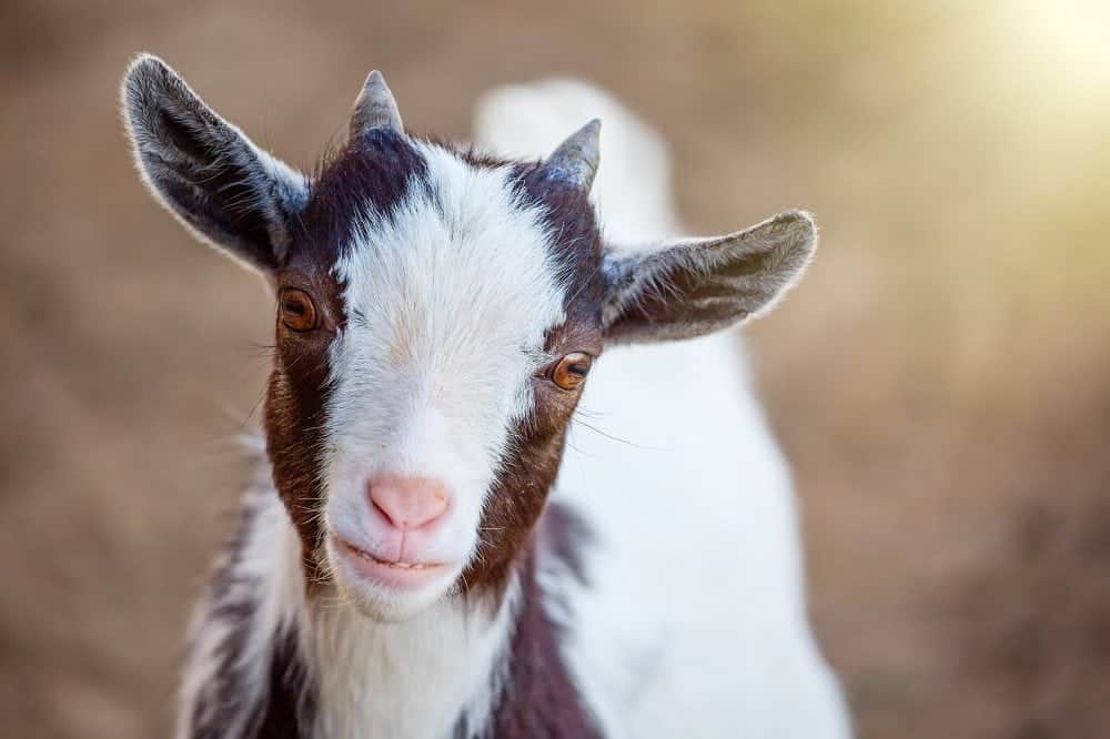goat looking at camera