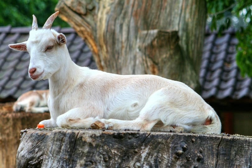 goat lying down on log
