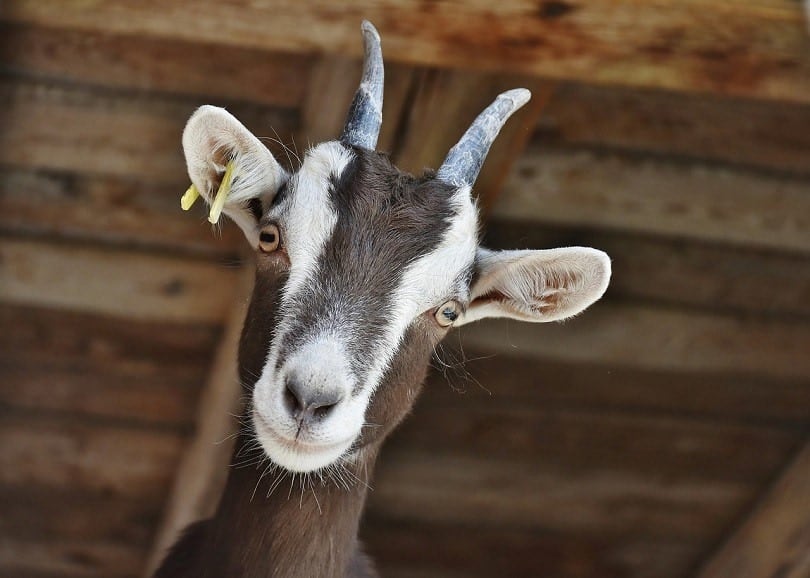 goat stripe face-pixabay