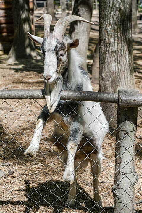 goat trying to jump on the fence