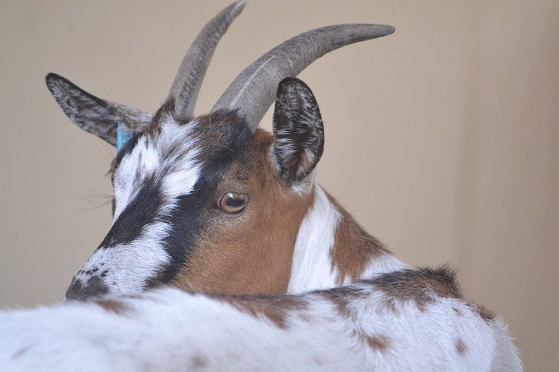 goat white brown black-pixabay