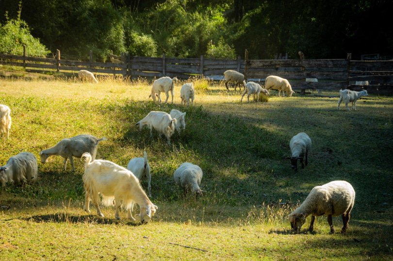goats and sheep farm
