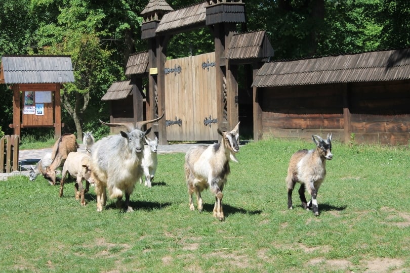 goats and sheep walking