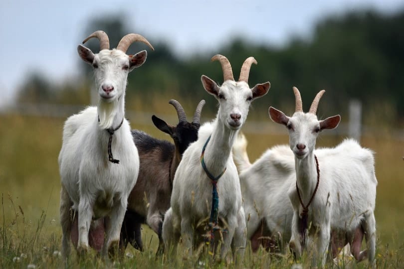 goats in the wild