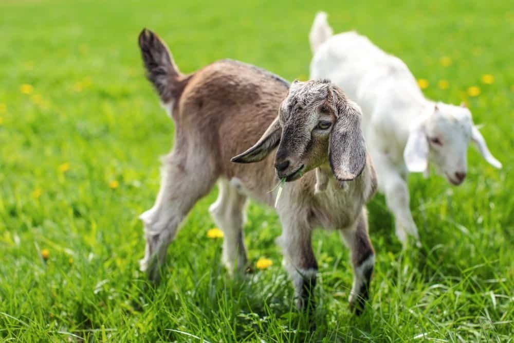 goats playing a field