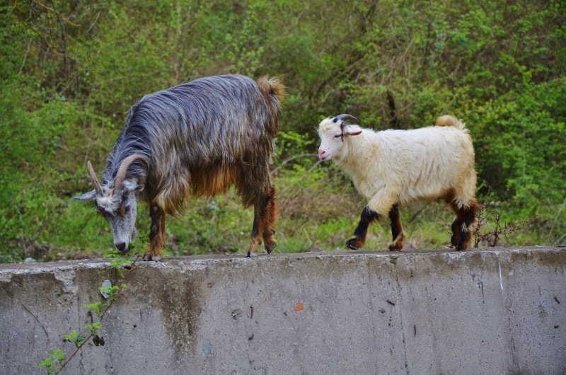 goats walking