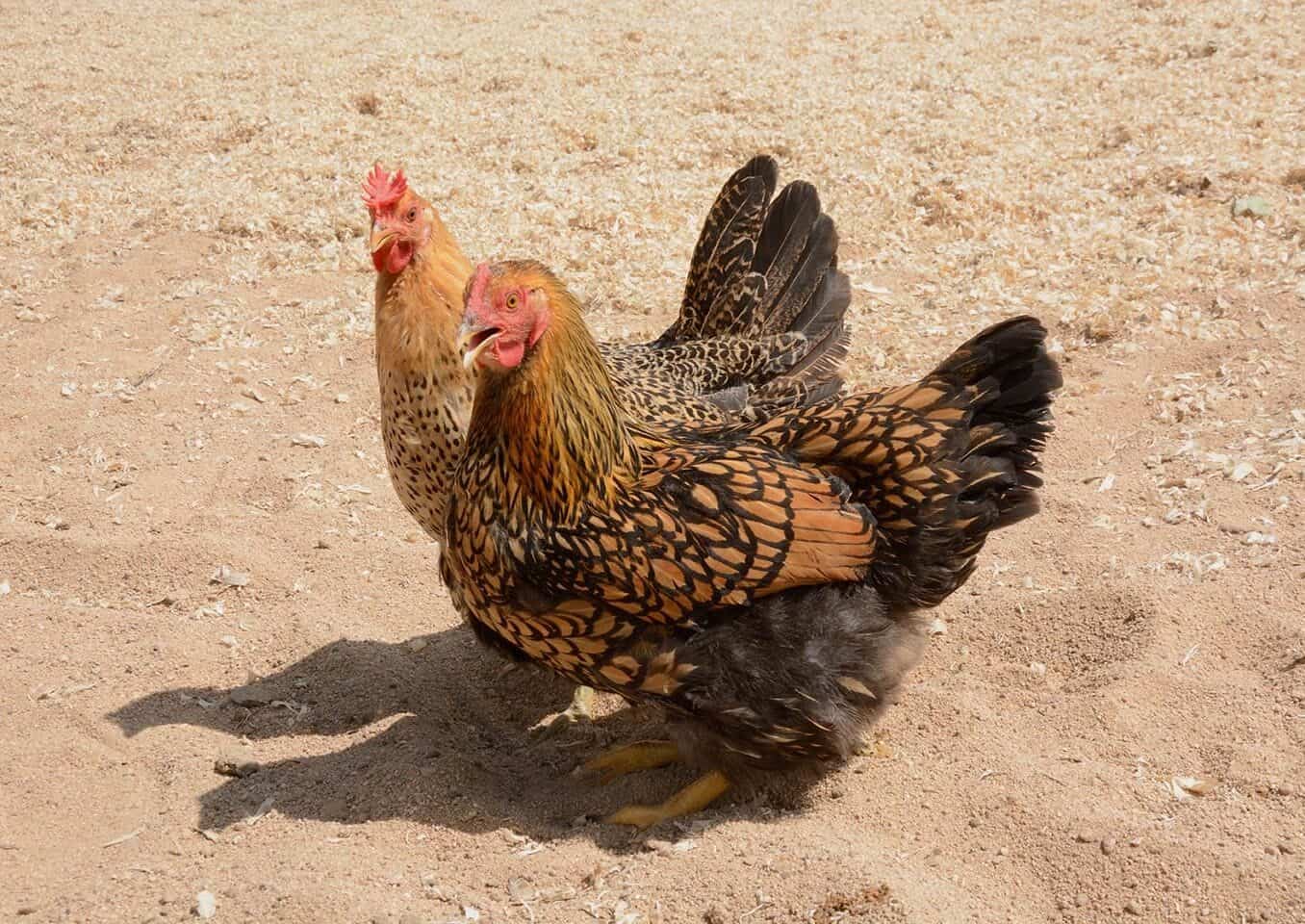 Golden Laced Wyandotte and Sicilian Buttercup Chickens