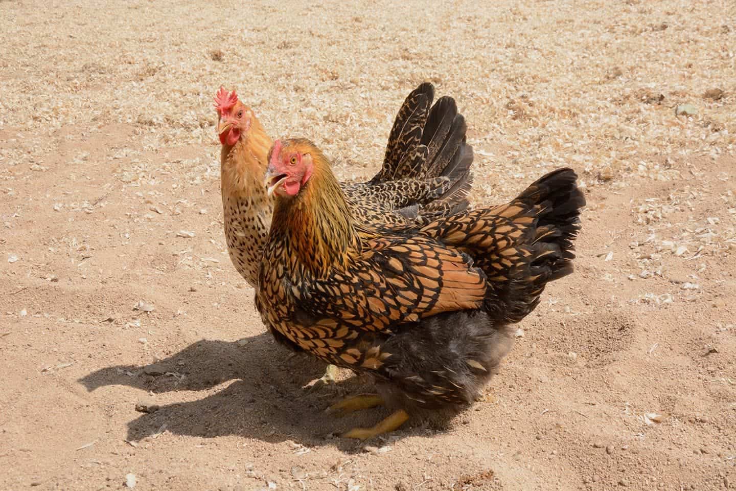 Golden Laced Wyandotte and Sicilian Buttercup Chickens
