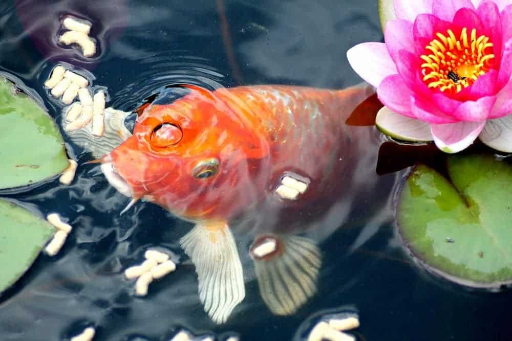 koi fish eating at the surface of the pond